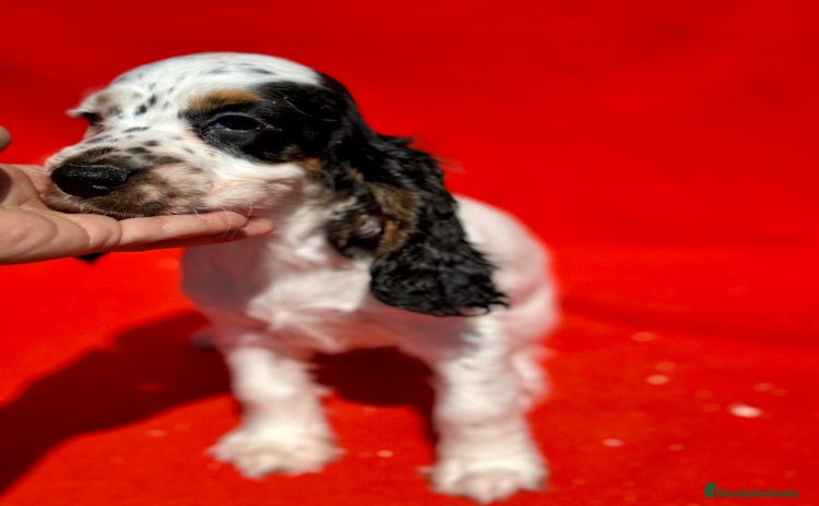 Cocker Spaniel Inglés perros - Anuncio 1