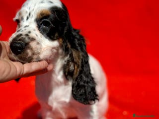 Cocker Spaniel Inglés perros COCKER SPANIEL INGLÉS RUANO HEMBRAS - Anuncio 2