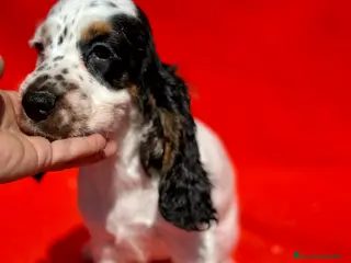 Cocker Spaniel Inglés perros COCKER SPANIEL INGLÉS RUANO HEMBRAS - Anuncio 12
