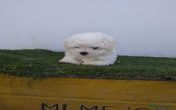 Bichón Maltés perros en venta: Bichón maltés Toy línea americana  - Imagen 1