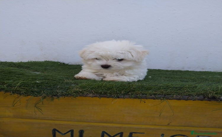 Bichón Maltés perros - Anuncio 1