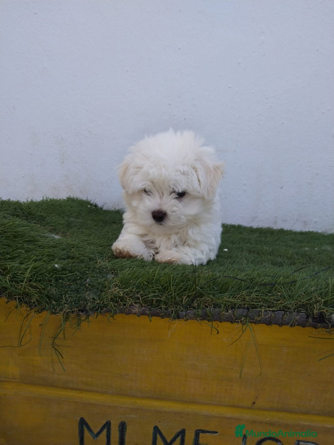 Bichón Maltés perros en venta: Bichón maltés Toy línea americana  - Imagen 1