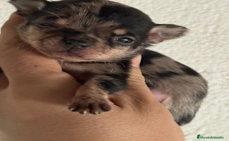 Chihuahua perros - Anuncio 1