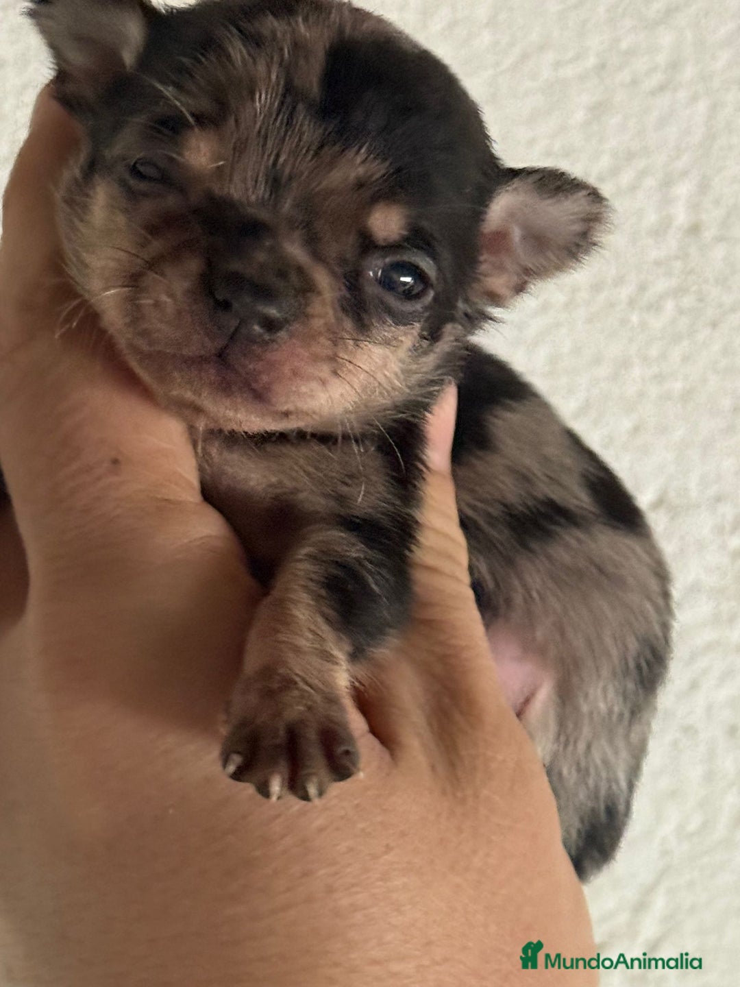 Chihuahua perros en venta: Cachorros de chihuahua toy cabeza manzana - Imagen 1