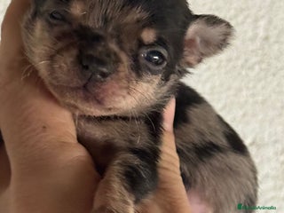 Chihuahua perros - Anuncio 27