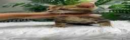 Bengalí gatos en venta: GATITA BENGALI COLOR MARBLE - Anuncio 10