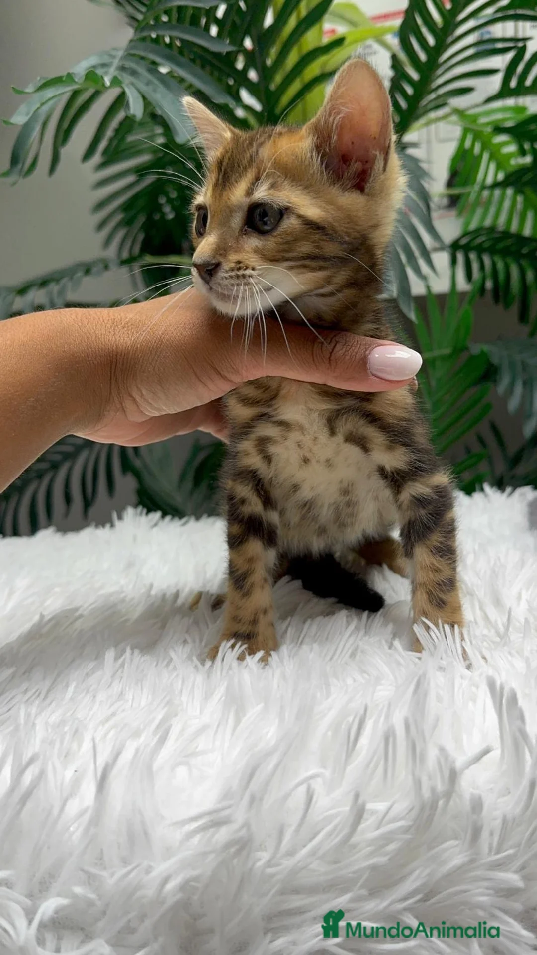 Bengalí gatos en venta: GATITA BENGALI COLOR MARBLE - Anuncio 10