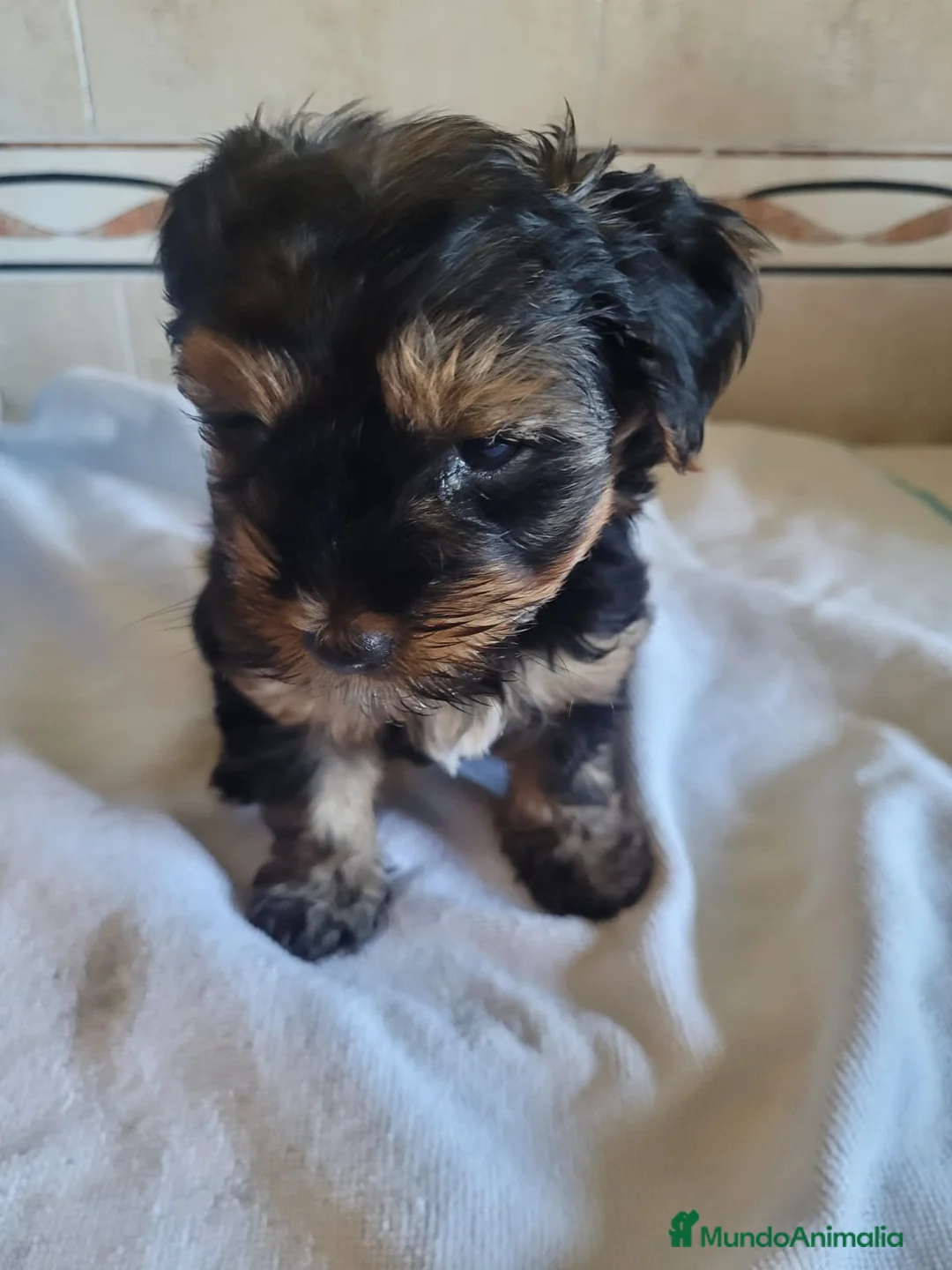 Yorkshire Terrier perros en venta: Yorkshire terrier Toy  - Anuncio 2