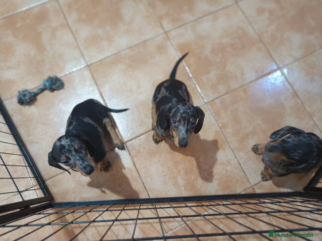 Teckel Miniatura perros en venta: Teckel miniatura - Imagen 1