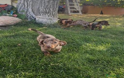 Teckel Miniatura perros en venta: TECKEL MINIATURAS - Imagen 5