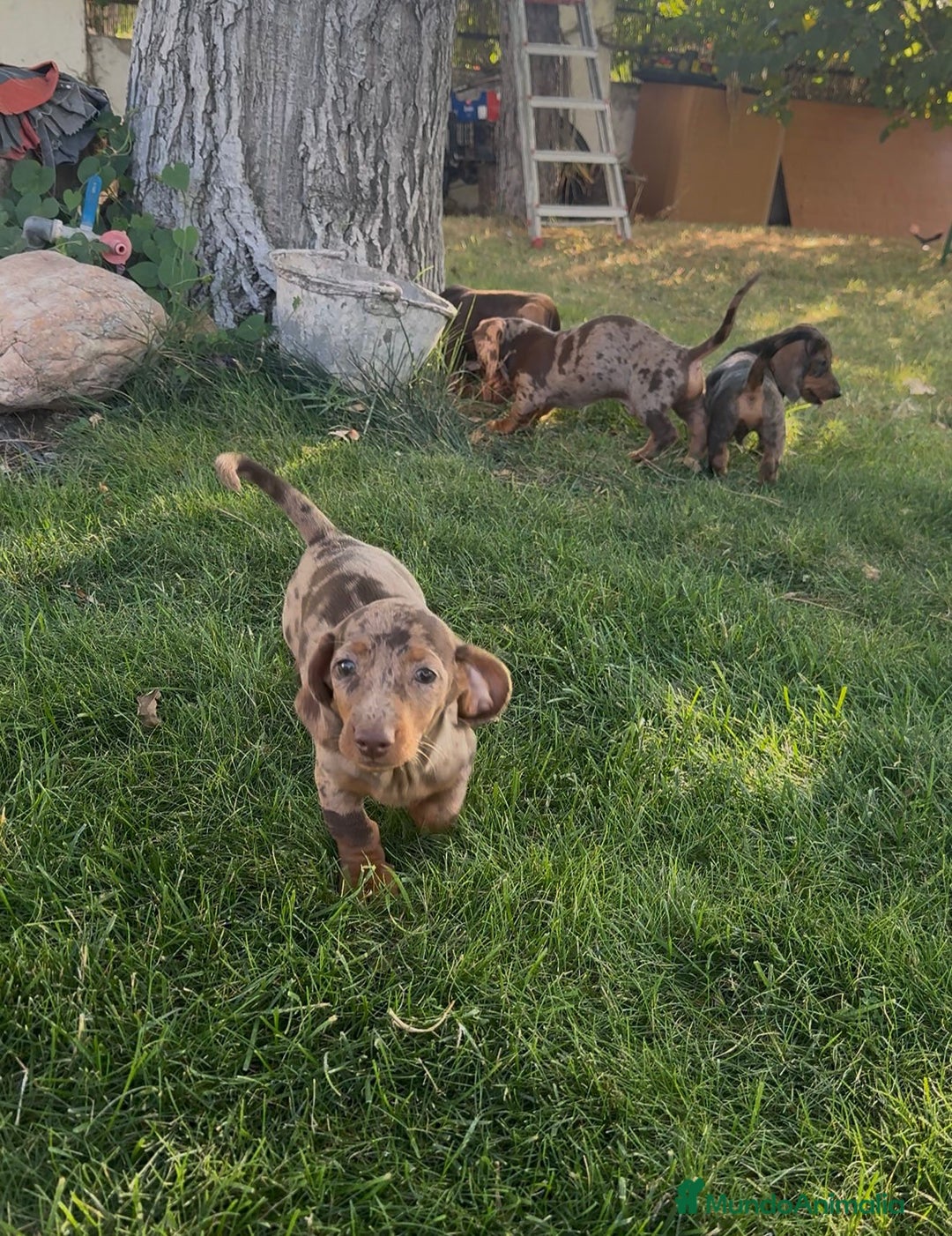 Teckel Miniatura perros en venta: TECKEL MINIATURAS - Imagen 5