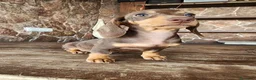 Teckel perros en venta: Teckel kanichen precio real. - Anuncio 11