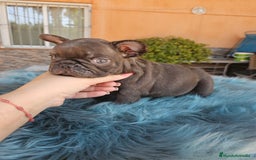 Bulldog Francés perros en venta: Bulldog francés cocoa - Imagen 2