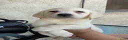 Labrador Retriever perros en venta: camada labrador - Anuncio 3