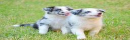 Border Collie perros en venta: camada de border collie  - Anuncio 13