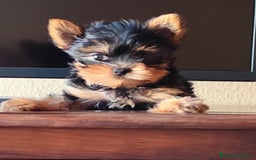 Yorkshire Terrier perros en venta: Yorkshire terrier  - Anuncio 4