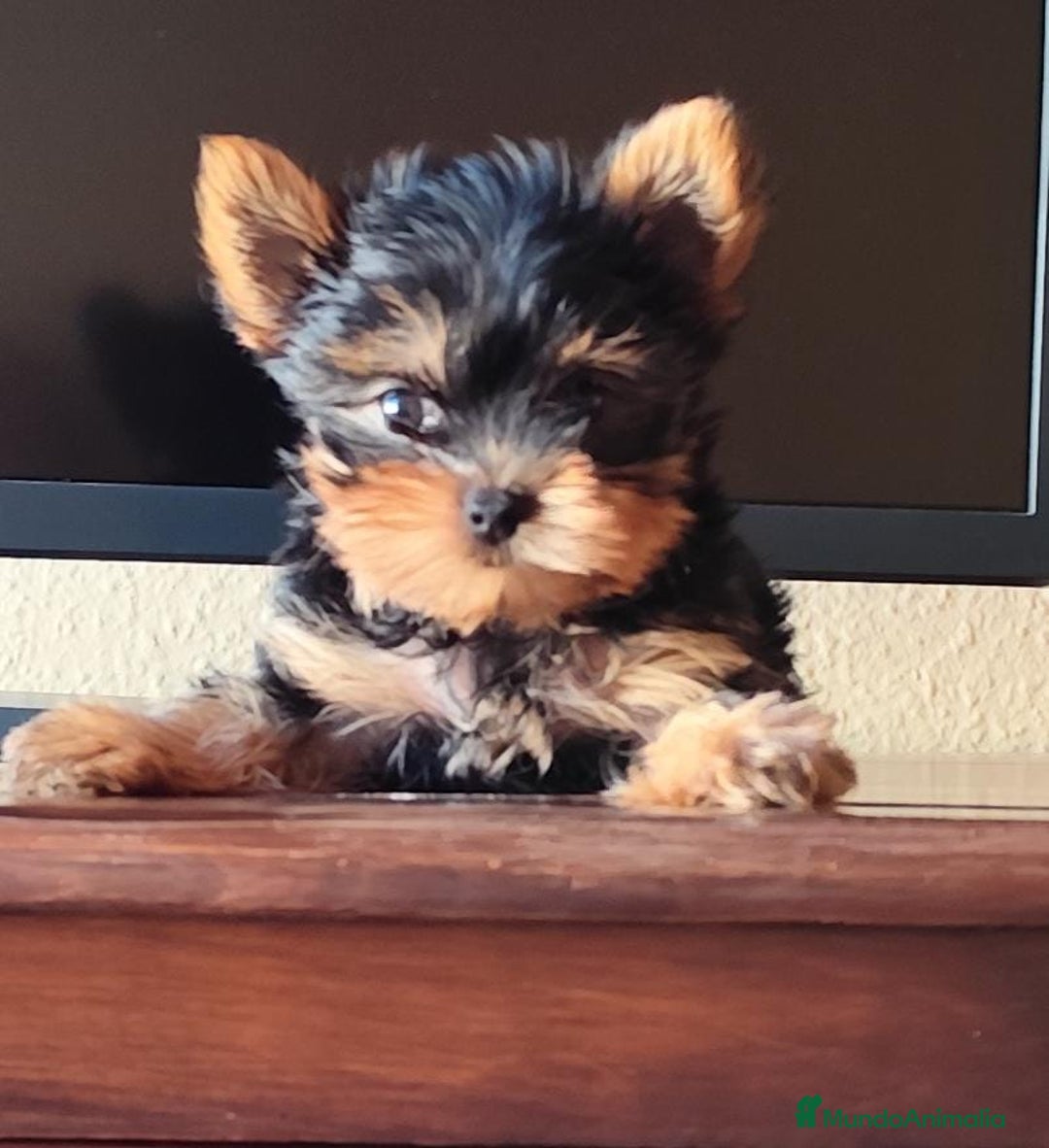 Yorkshire Terrier perros en venta: Yorkshire terrier  - Anuncio 4