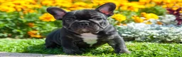 Bulldog Francés perros en venta: BULLDOG FRANCES EXOTICOS - BARCELONA  - Anuncio 5