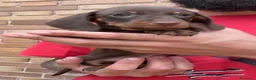 Teckel perros en venta: TECKEL KANINCHEN TECKEL DEL PALMERAL  en Madrid - Anuncio 7