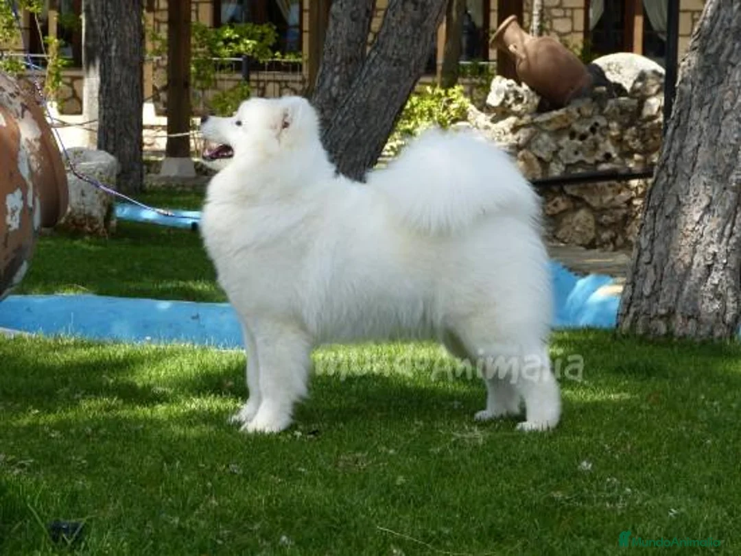 Imagen de galería {{count}}