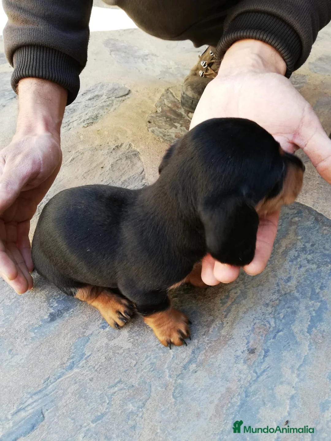 Teckel Miniatura perros en venta: Teckel clásicos y exóticos  en Ciudad Real - Anuncio 5