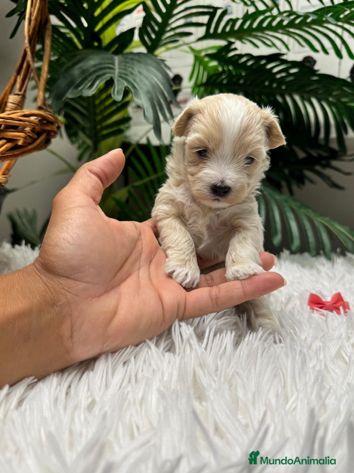 Maltipoo perros 🎀 MALTIPOO 🎀 - Anuncio 1