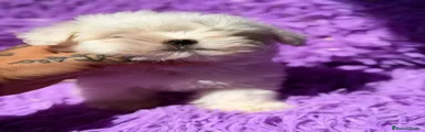 Bichón Maltés 3