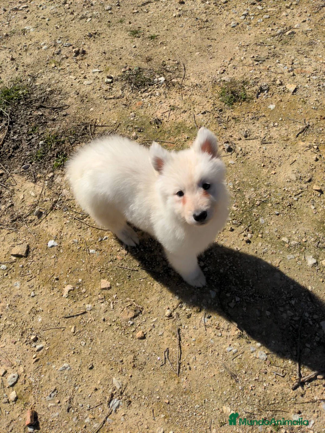 Pastor Blanco Suizo perros en venta: Preciosa hembra de pastor suizo - Anuncio 7