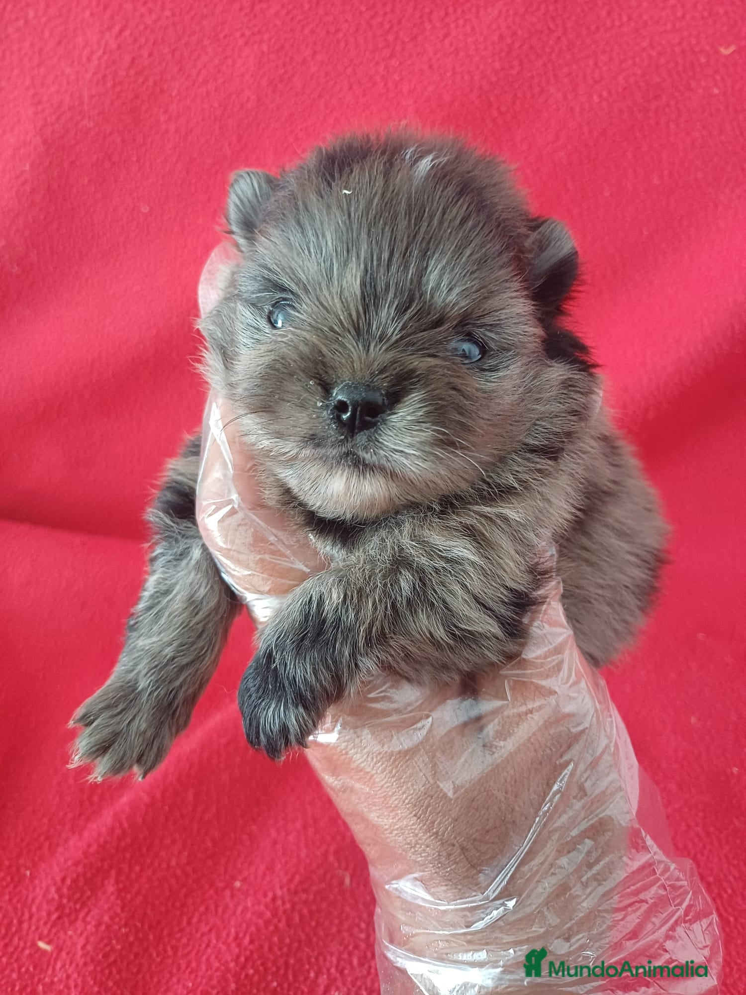 Pomerania perros Pomerania Mini Arlequin  - Anuncio 1