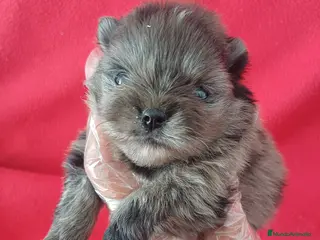 Pomerania perros Pomerania Mini Arlequin - Anuncio 1