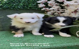 Border Collie perros en venta: Border Collie - Imagen 1