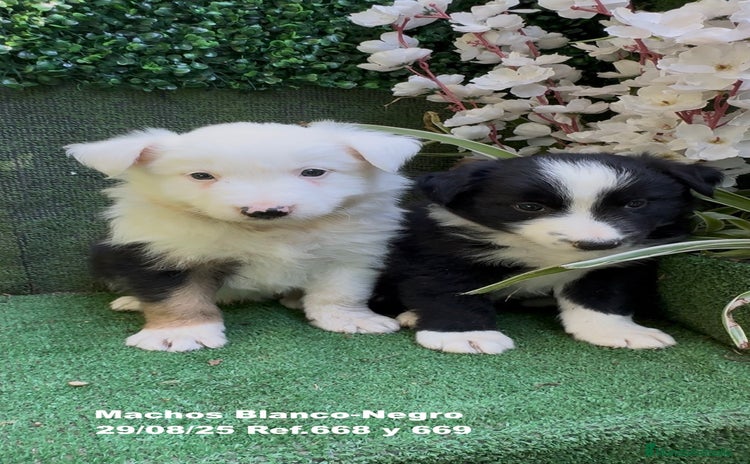Border Collie perros - Anuncio 1