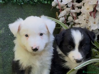 Border Collie perros - Anuncio 9