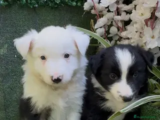 Border Collie perros Border Collie - Anuncio 38