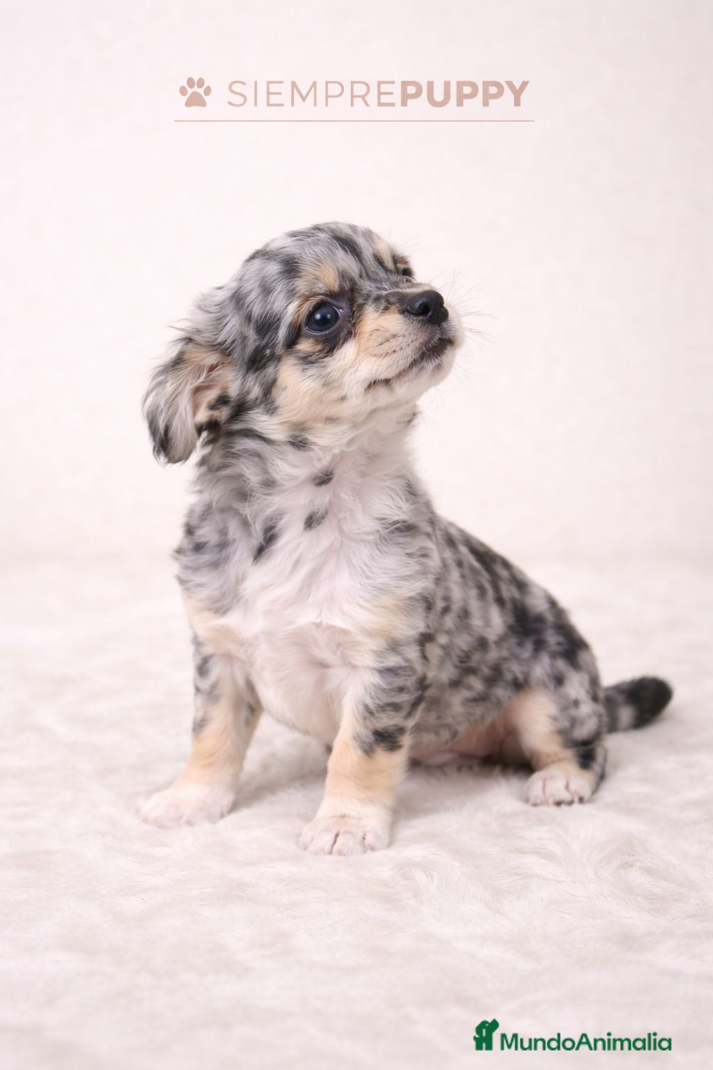 Chihuahua perros CHIHUAHUA TOY MERLÉ EXÓTICO - Anuncio 1