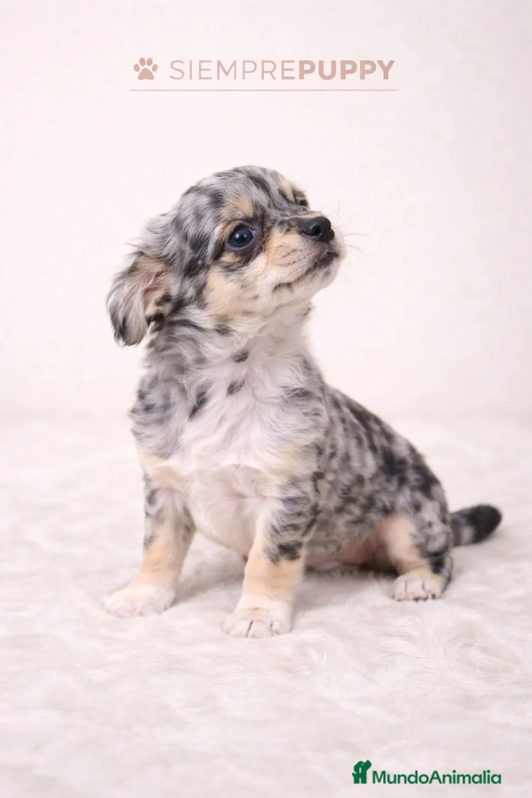 Chihuahua perros en venta: CHIHUAHUA TOY MERLÉ EXÓTICO - Anuncio 1