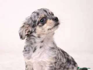 Chihuahua perros CHIHUAHUA TOY MERLÉ EXÓTICO - Anuncio 1