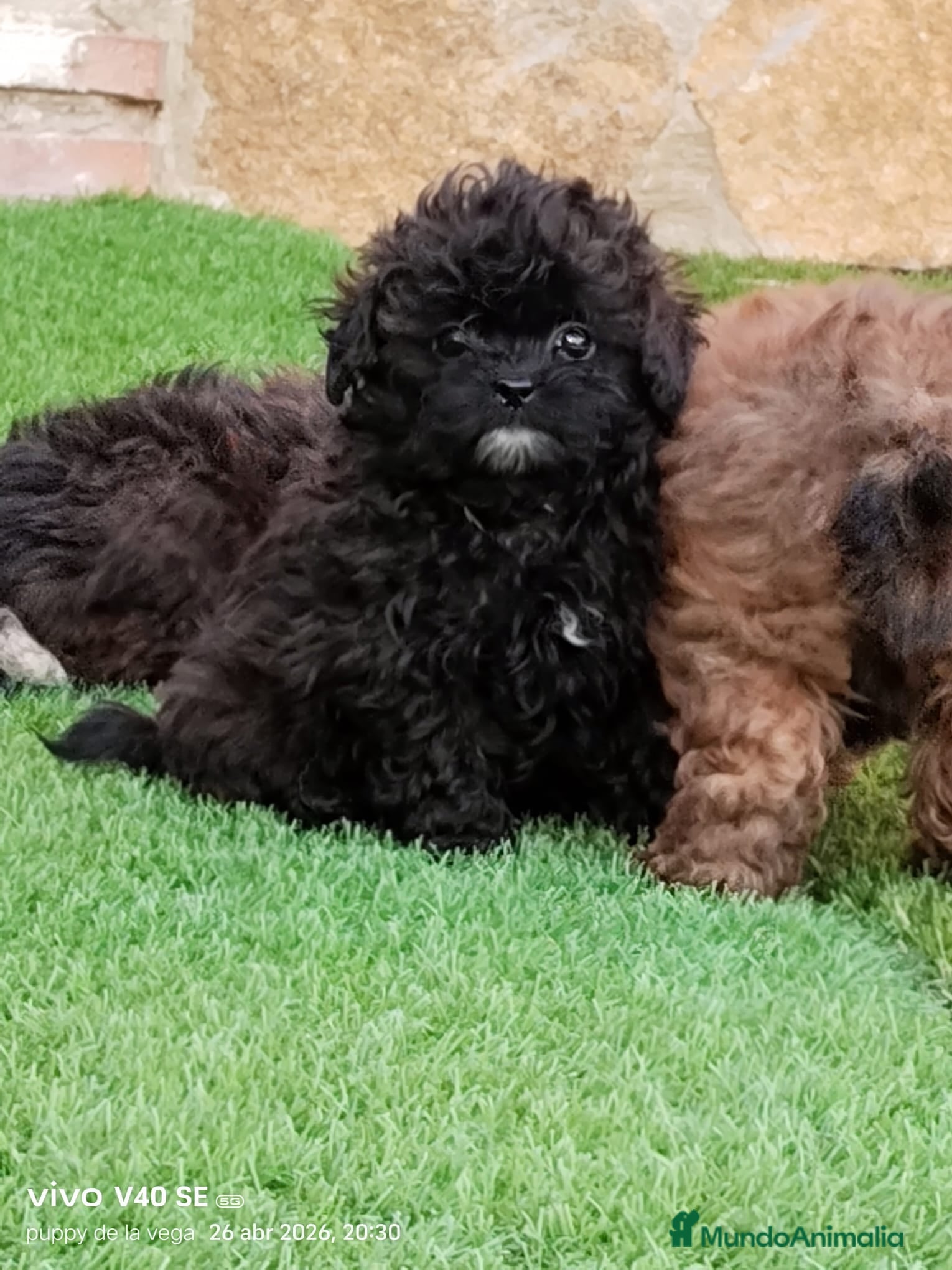 Maltipoo perros Maltipoo  - Anuncio 2