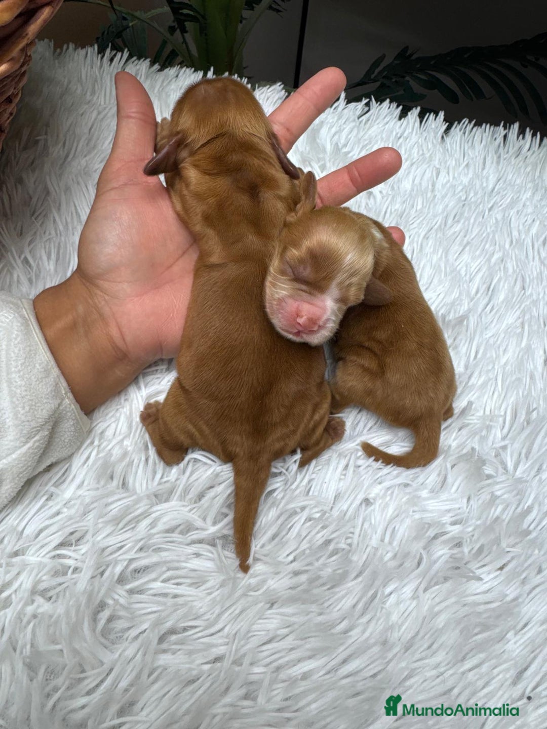 Cocker Spaniel Inglés perros en venta: COCKER SPANIEL INGLES - Anuncio 1