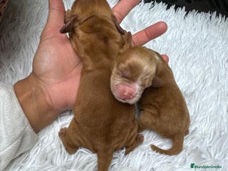 Cocker Spaniel Inglés perros COCKER SPANIEL INGLES - Anuncio 1