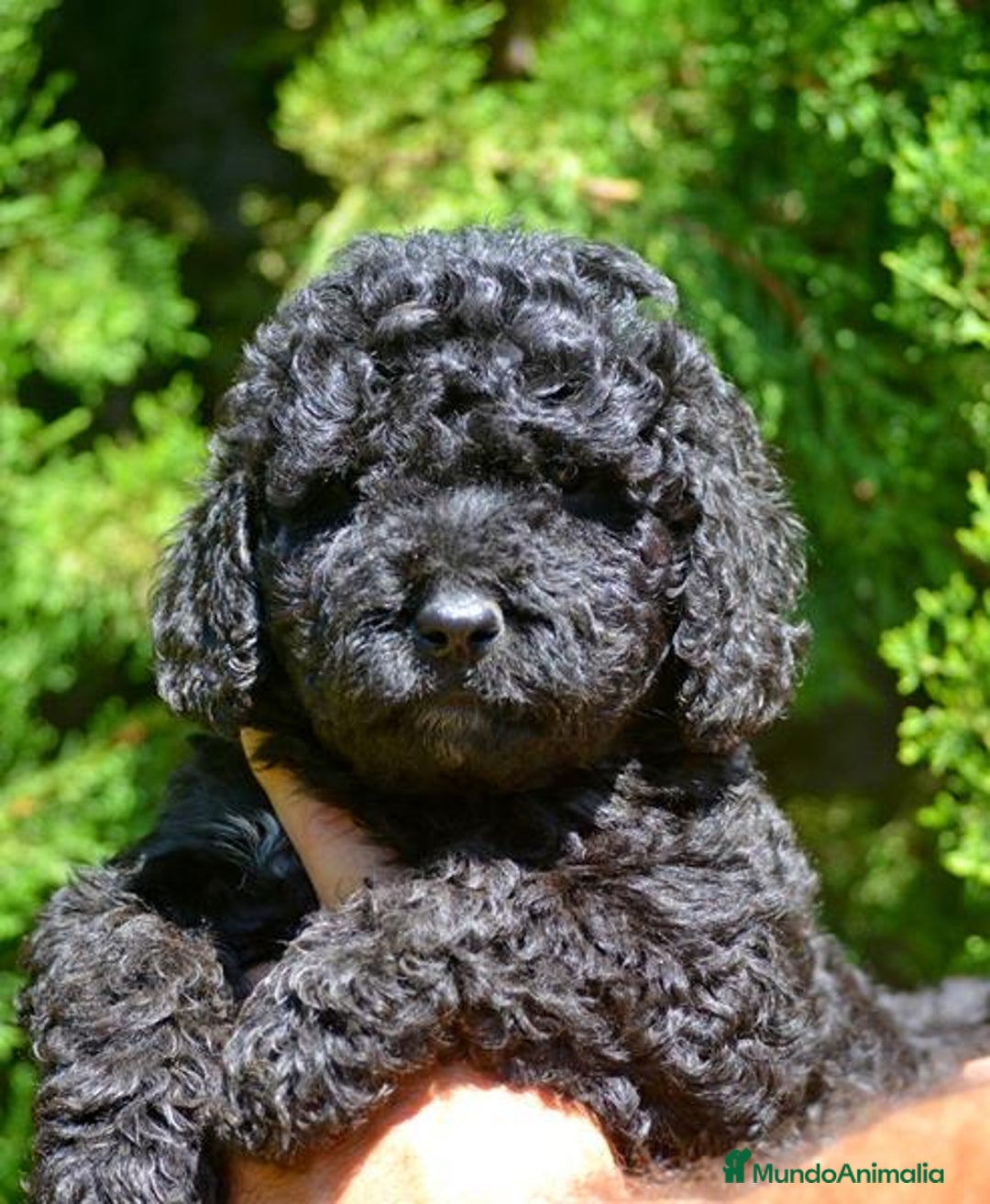 Perro de Agua Español perros en venta: Cachorro macho de perro de agua español - Imagen 7