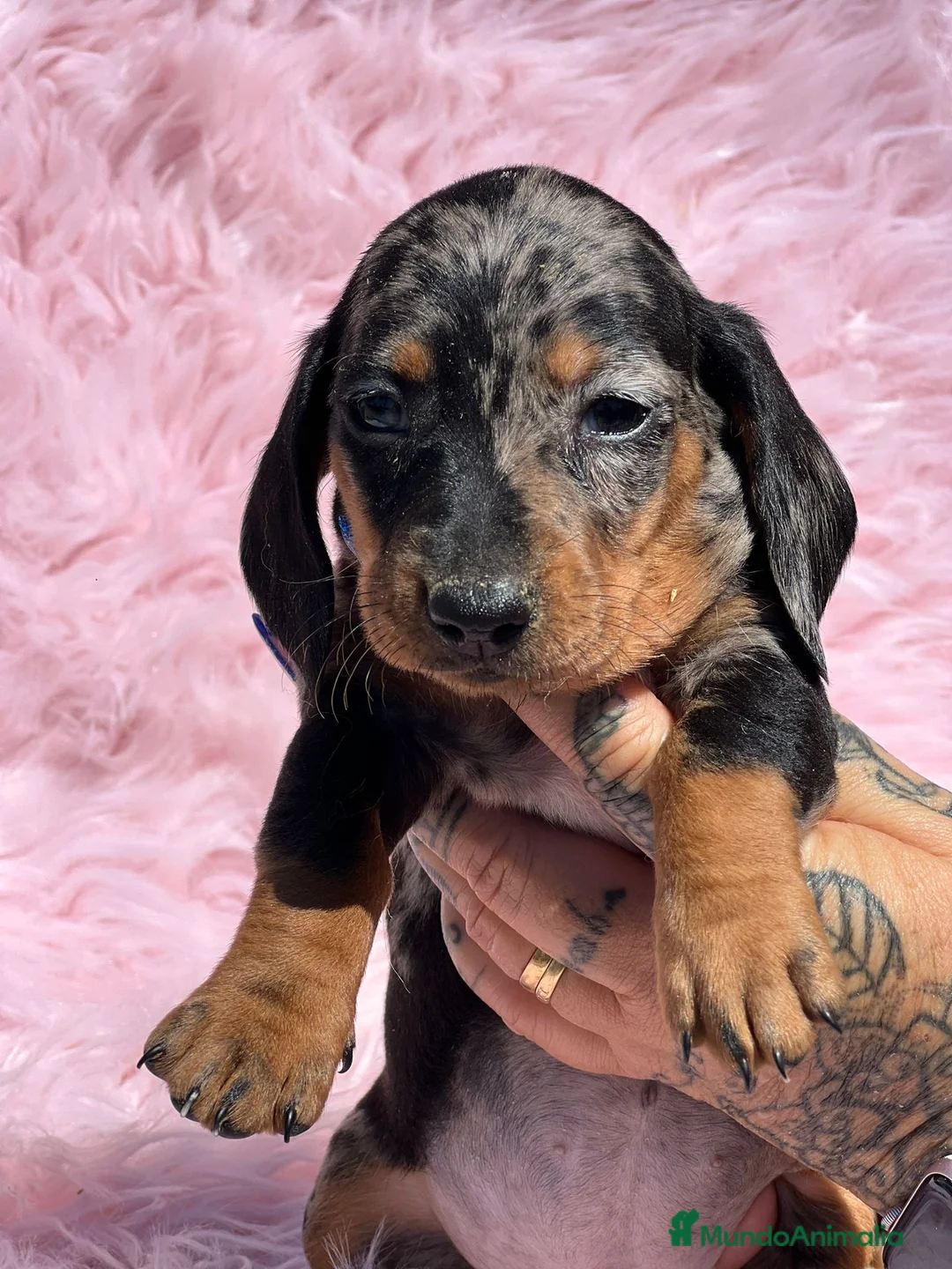 Teckel Miniatura perros en venta: Teckel miniatura  en Barcelona - Anuncio 2