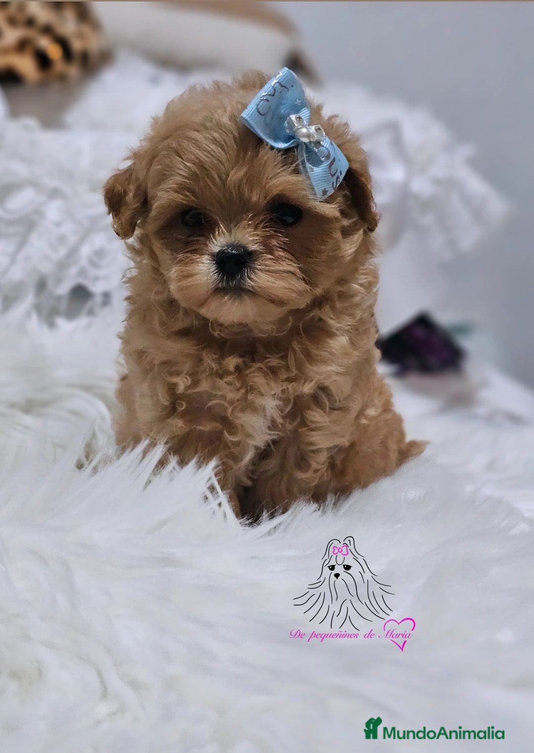 Maltipoo perros MALTIPOO ASIÁTICO MINIATURA  - Anuncio 2