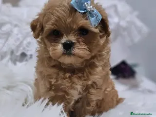 Maltipoo perros MALTIPOO ASIÁTICO MINIATURA - Anuncio 1