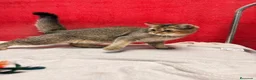 Británico de Pelo Corto gatos en venta: Monísimo British Golden Tabby Negro  - Anuncio 9