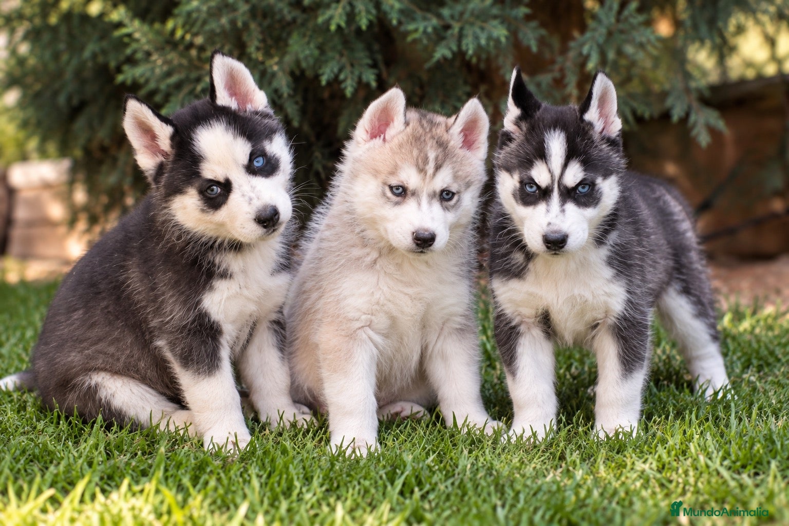 Husky Siberiano perros Husky disponibles - Anuncio 1