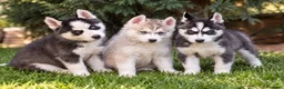 Husky Siberiano perros en venta: Husky disponibles - Anuncio 1