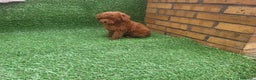 Caniche Toy perros en venta: Espectaculares Caniche en Barcelona - Anuncio 2