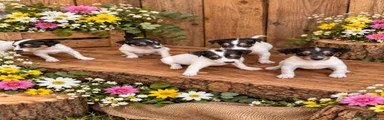 Ratonero Bodeguero Andaluz 3