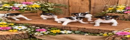Ratonero Bodeguero Andaluz perros en venta: Ratonero bodeguero andaluz  - Anuncio 4